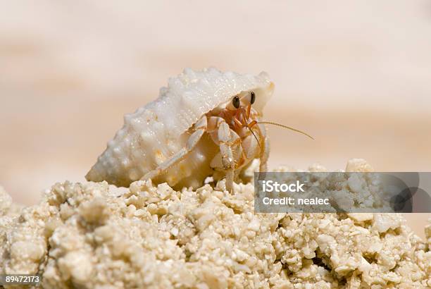 Crab 집게-게에 대한 스톡 사진 및 기타 이미지 - 집게-게, 해변, 0명