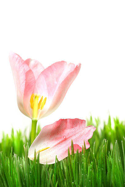 Pink tulip with petal stock photo