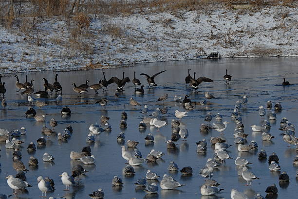 istock Geese and Seagulls Staying Warm on the Ice 89472340