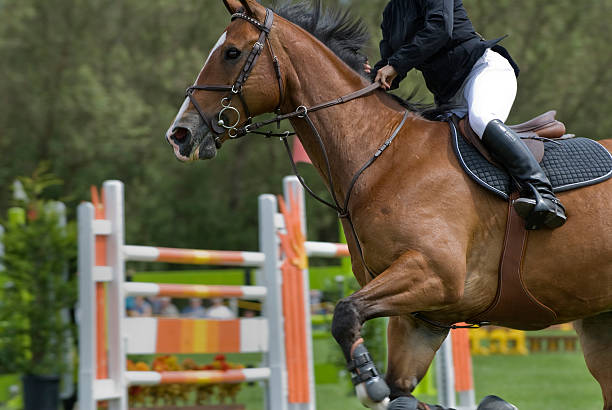 istock Horse and Rider #4 89472998