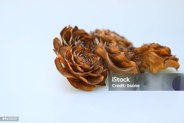 Rosa Su Legno Bianco - Fotografie stock e altre immagini di Fiore - Fiore, Pigna - Strobilo, Ambientazione tranquilla