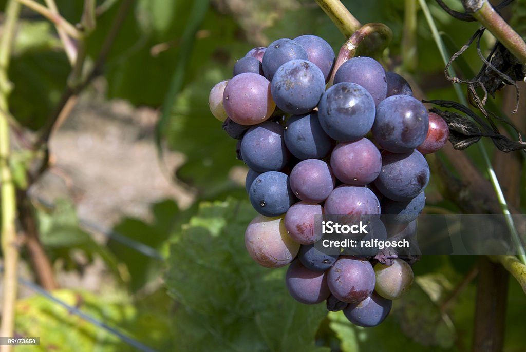 ピノノワール Trauben 、Burgund 、Frankreich - ピノノワール葡萄のロイヤリティフリーストックフォト