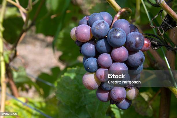 ピノノワール Trauben Burgund Frankreich - ピノノワール葡萄のストックフォトや画像を多数ご用意 - ピノノワール葡萄, ブルゴーニュ, つる草