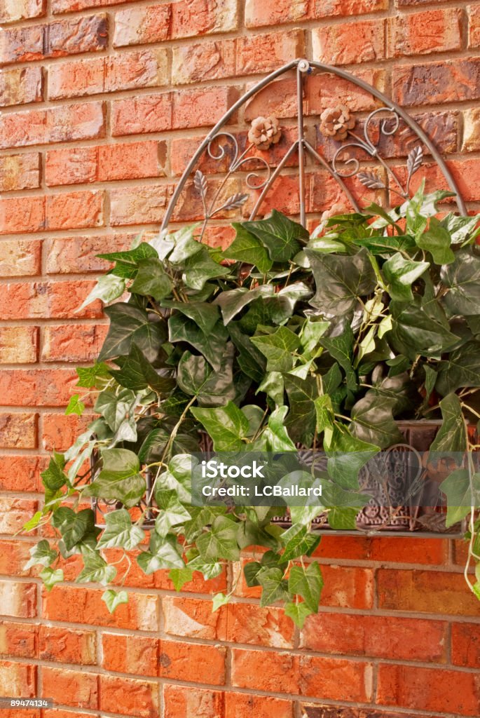 ivy planta flor de seda en un decorativo cobre planter "marrón - Foto de stock de Aire libre libre de derechos