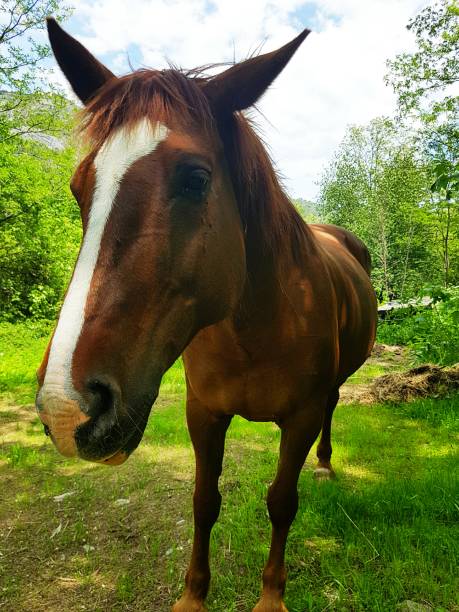 istock Portrait of a horse 894741684