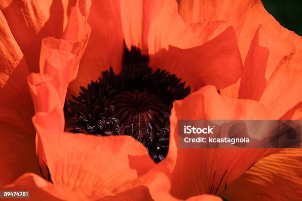 Rote Mohn Nahaufnahme Stockfoto und mehr Bilder von Blume - Blume, Blütenblatt, Einzelne Blume