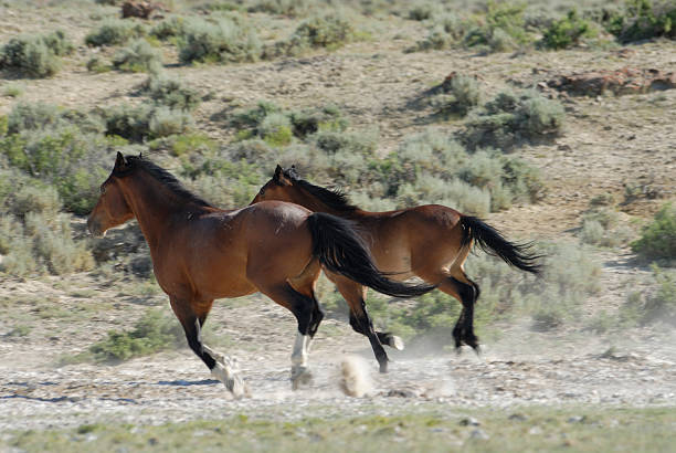 cavalos selvagens de wyoming - horse animals in the wild wyoming rebellion imagens e fotografias de stock