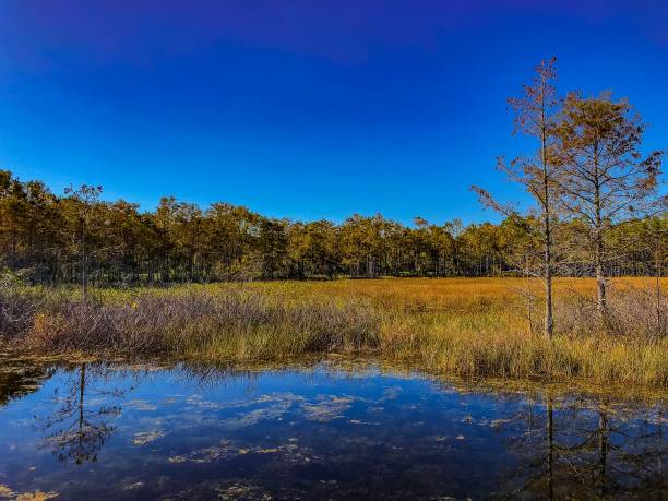 istock autumn swamp landscape 894745784