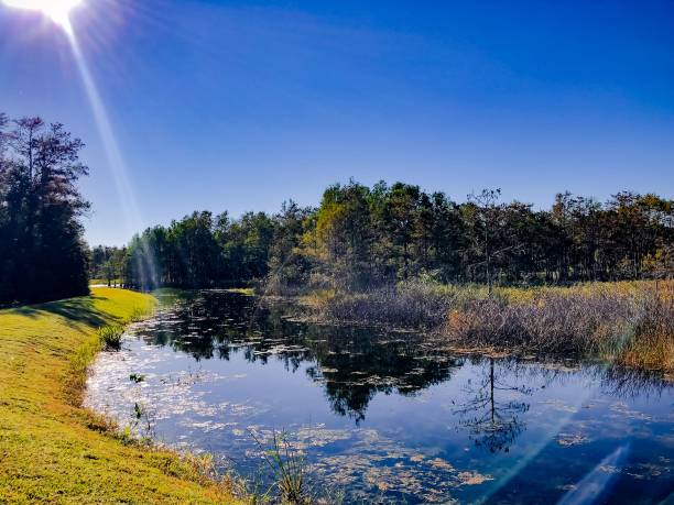 istock autumn swamp landscape 894745800