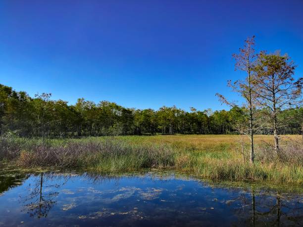 istock autumn swamp landscape 894745822