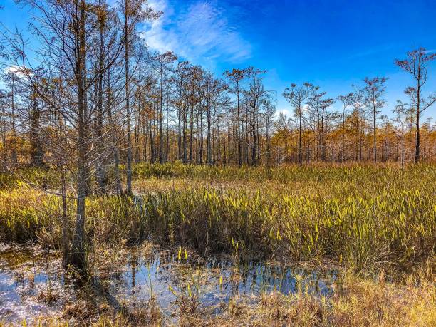 istock Autumn Florida Swamp 894746066