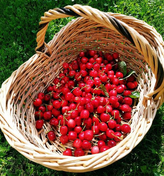 Cherry picking in summer, in a wicker basket