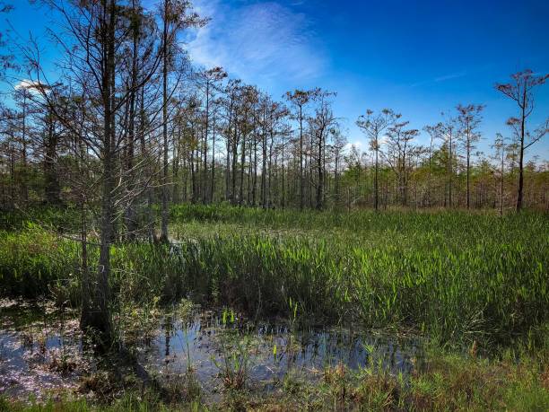 istock summer in the swamp 894746090