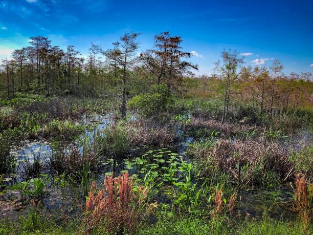 istock marsh in Florida  with cypress trees and tall grass 894746132