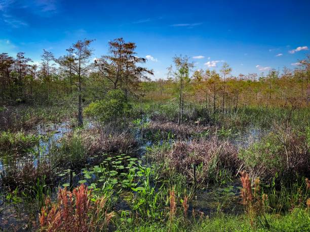istock Autumn Florida Swamp 894748164