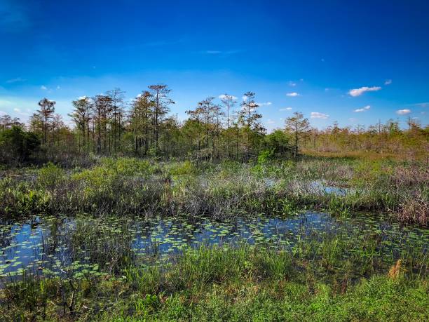 istock summer in the swamp 894748194