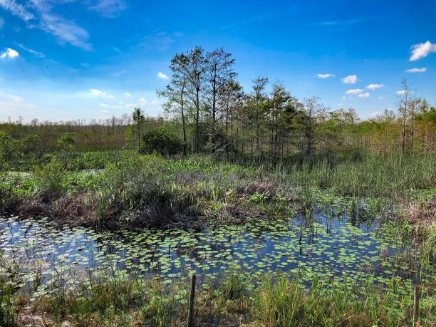 istock cypress swamp in Florida and a river 894748254