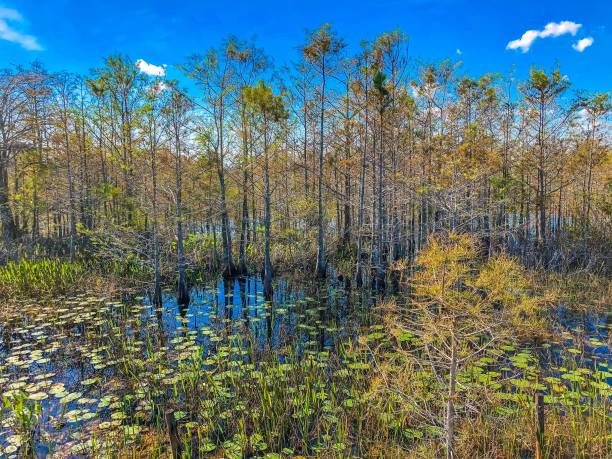 istock Autumn Florida Swamp 894748416