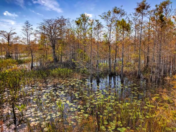 istock autumn in the swamp 894748438