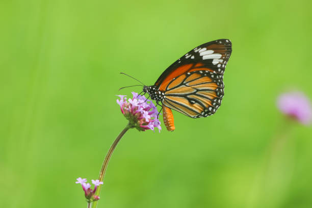 istock Monarch butterfly feeding on purple flower 894748452