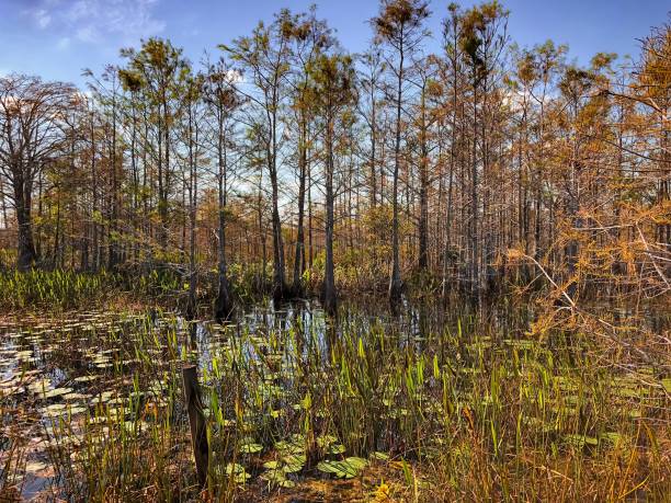 istock autumn swamp foliage 894750500