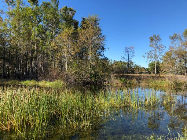 istock autumn swamp landscape 894750656