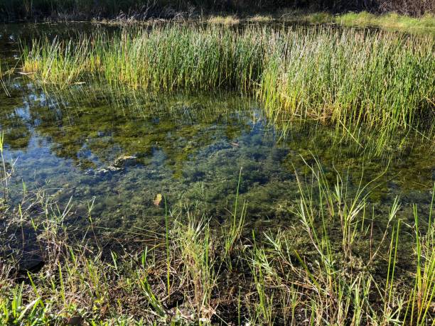 istock autumn swamp landscape 894750666