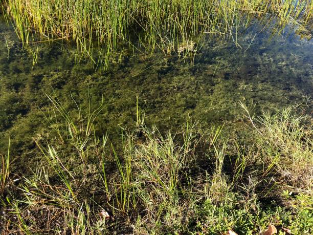 istock autumn swamp landscape 894750692