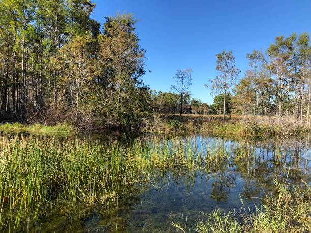 istock autumn swamp landscape 894750768