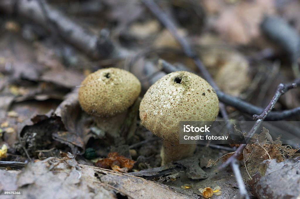 Puffballs Stock Photo - Download Image Now - August, Autumn, Branch - Plant  Part - iStock