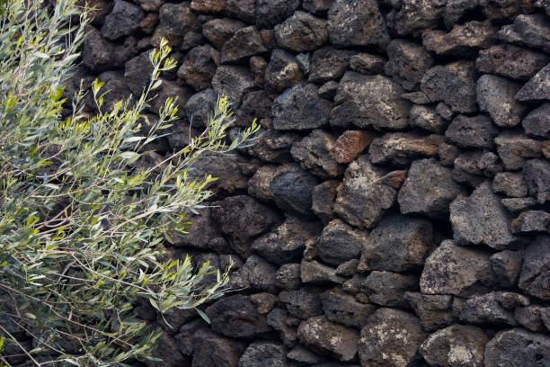 istock lava stone wall with olive branches  in Sicily 894753088