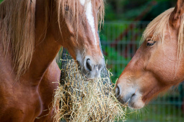 istock brown horse eats a lot of straw 894753142