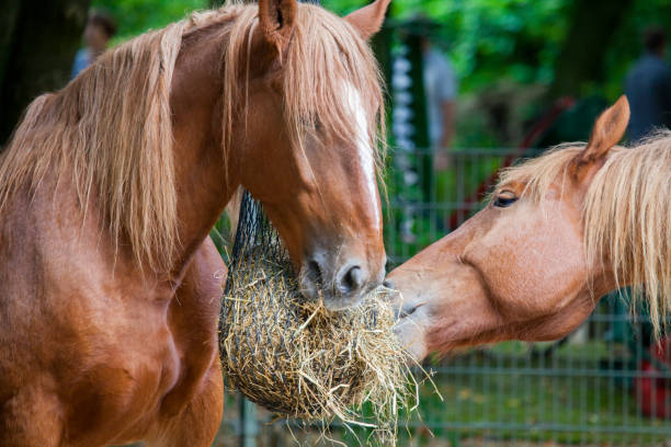 istock brown horse eats a lot of straw 894753158