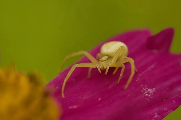 Photo of Green Spider