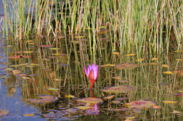 Flower lotus on a background of the papyrus. After a rain.