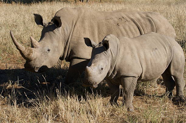 istock Mother and Baby White Rhinoceroses 89476595