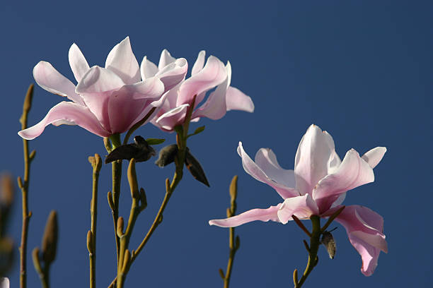 マグノリアの花 - sunlight flower magnolia flower head ストックフォトと画像