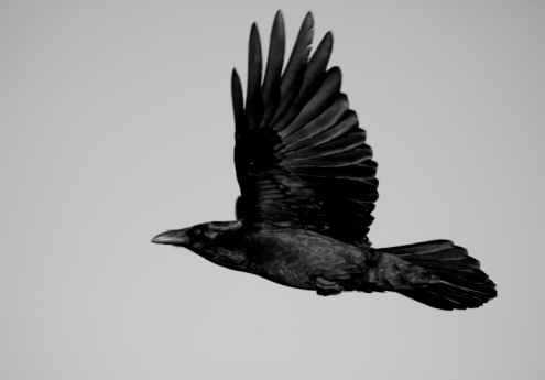 An image of black Raven on a gray sky