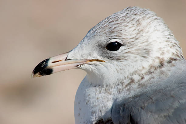seagull profile stock photo