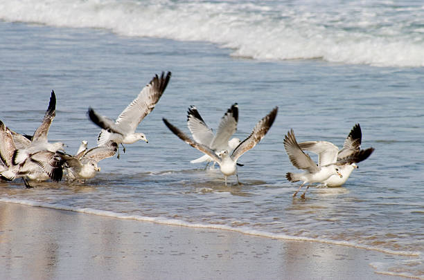 sea gull frenzy stock photo