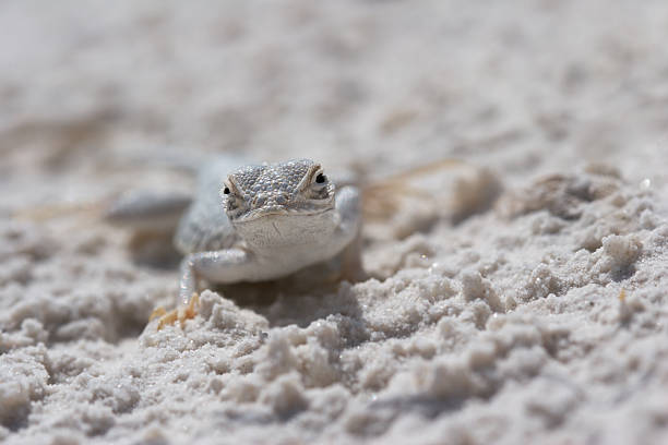 strona-blotched lizard, kobieta - white sands national monument zdjęcia i obrazy z banku zdjęć