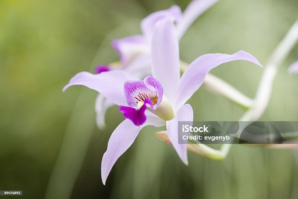 Fiore di orchidea - Foto stock royalty-free di Aiuola
