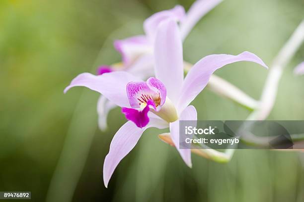 Kwiat Orchidei - zdjęcia stockowe i więcej obrazów Bez ludzi - Bez ludzi, Egzotyczny kwiat, Elegancja