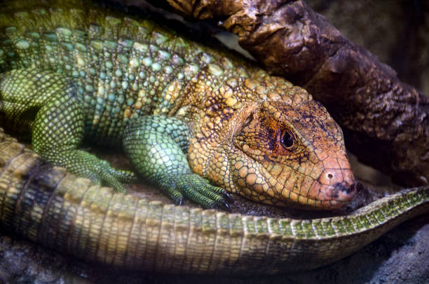 istock northern caiman lizard, Dracaena guianensis 894769976