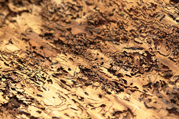 bark beetle traces bark and bark beetle traces vermehrung stock pictures, royalty-free photos & images