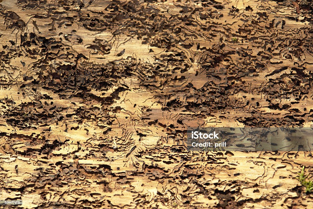 Abstrakt Hintergrund mit bark beetle Spuren - Lizenzfrei Borkenkäfer Stock-Foto