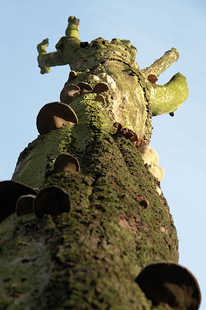 mushrooms on tree trunk worm´s eye outdoor shot with mushrooms on the trunk of a dead tree sponger stock pictures, royalty-free photos & images