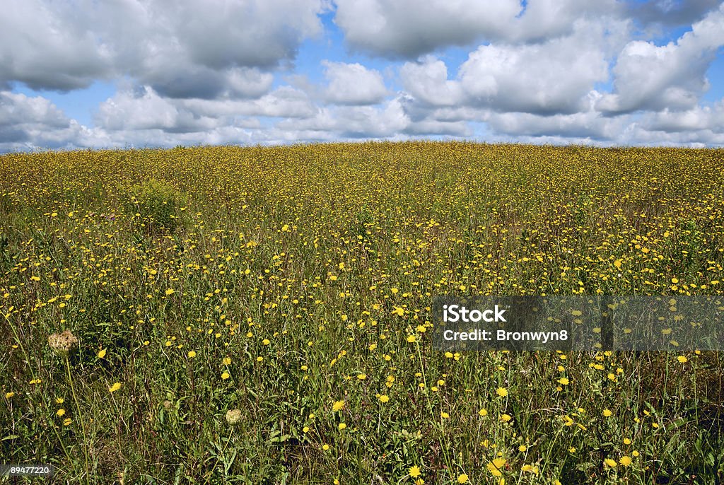 Field of Flowers  Accessibility Stock Photo