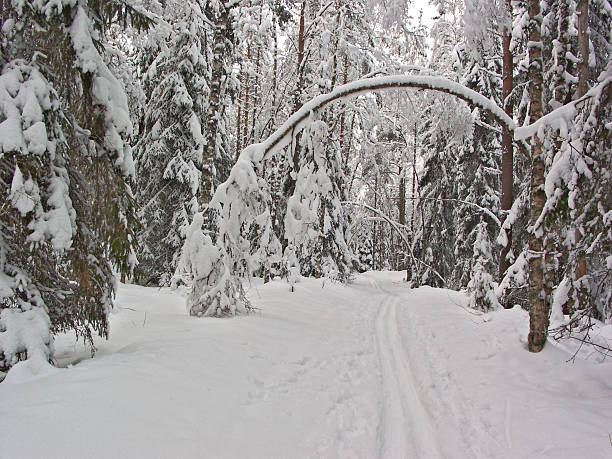 冬の森林ます。雪の arc - rural scene russia ski track footpath ストックフォトと画像