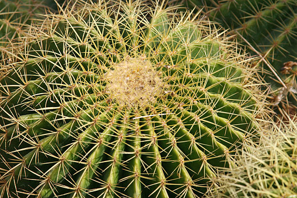 istock Round Cactus full of thorns 89477715